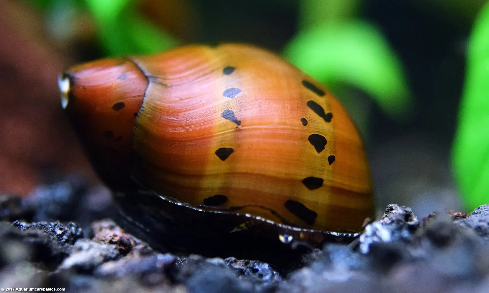 Tracked Nerite Snail